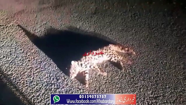 Abbottabad ma Naye Nasal ke Chetey ke Bache ko Gari ne Takkar Maar di.