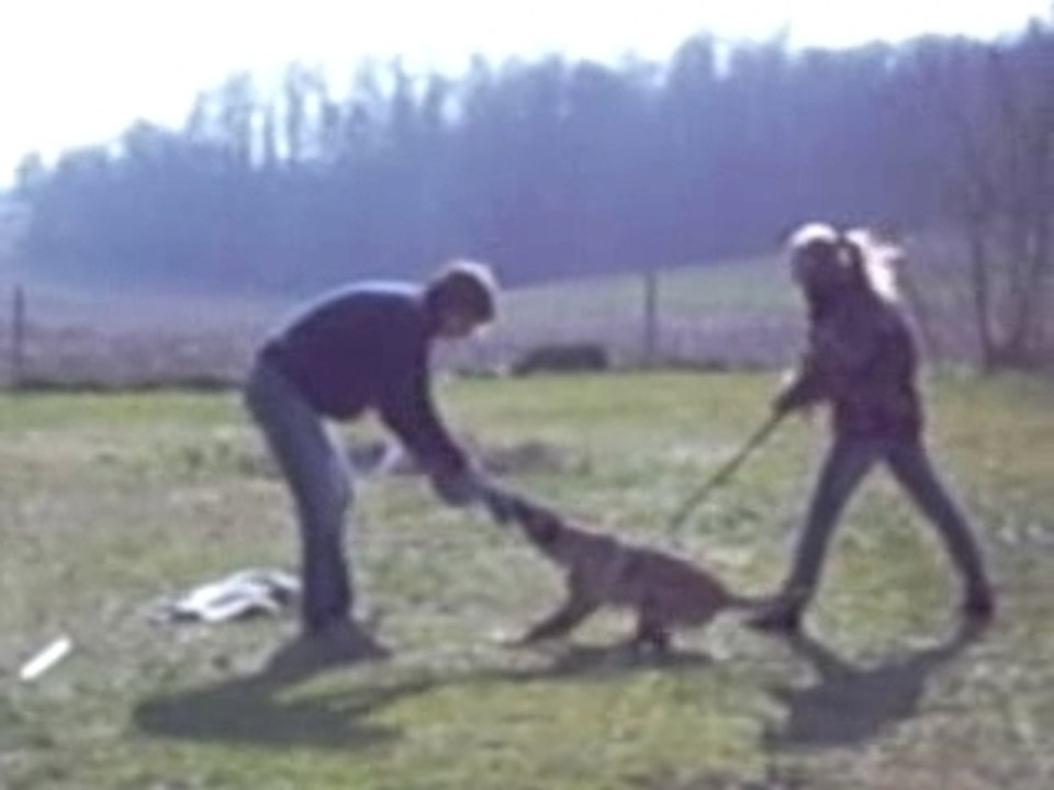 malinois