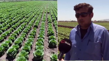Konya Çiftçisinin Marul Üretim Hedefi Yükseliyor