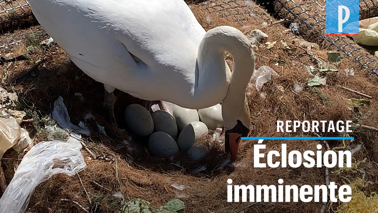 A Paris, un couple de cygnes couve ses œufs sur les bords du canal de l'Ourcq