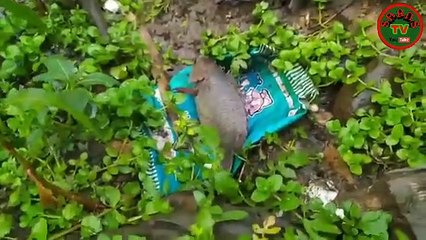 Sarns Tv news,,,,,    Hearing the roar in the sky, the fish is coming up from the water