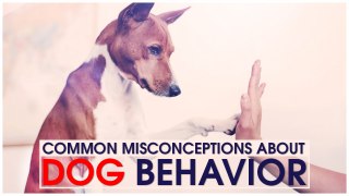 Common Misconceptions About Dog Behavior