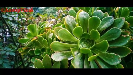 Beautiful cinematic video . Smartphone photography