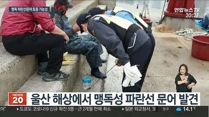 맹독 품은 파란선문어 "우리나라 토종일 수 있다"