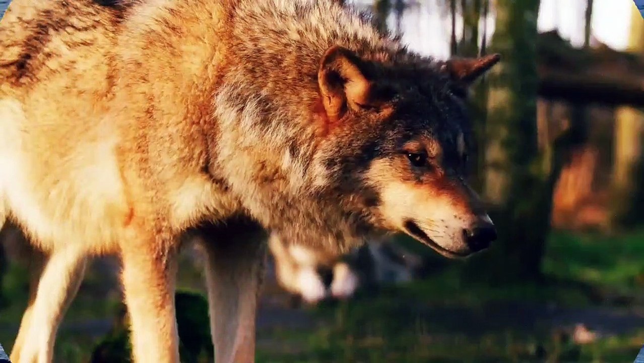 Animals video||Dog video||Interesting video