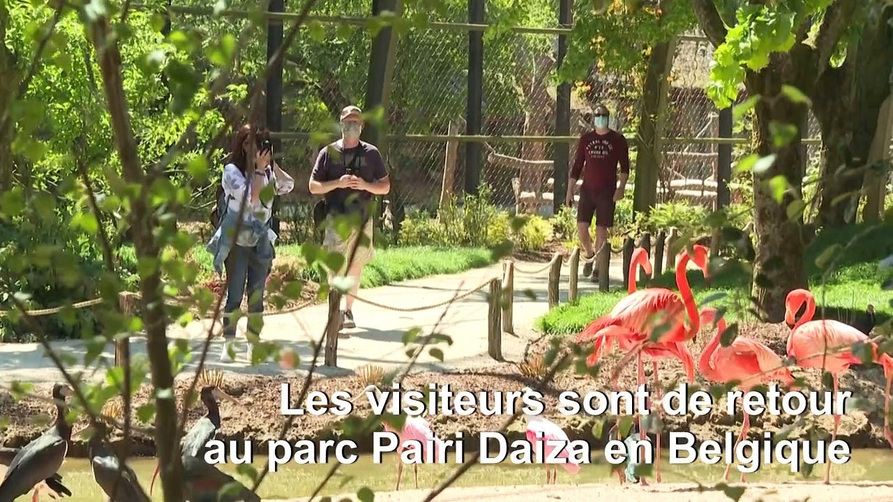 Déconfinement: en Belgique, le parc animalier Pairi Daiza rouvre ses portes