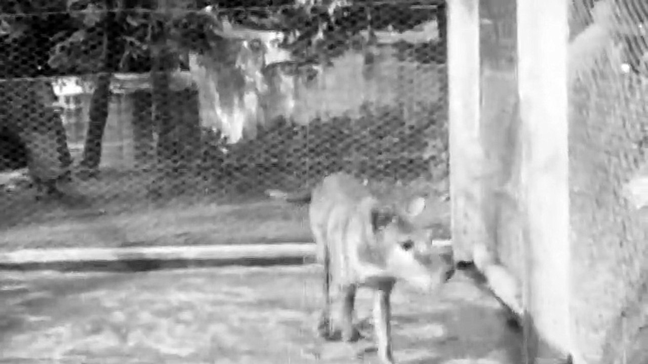 Watch Last Known Footage Of Extinct Tasmanian Tiger From 1935 That Was Just Rediscovered