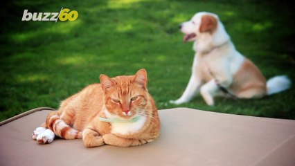 Can Dogs Eat Cat Food?