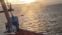 Dolphins in Sunderland Harbour