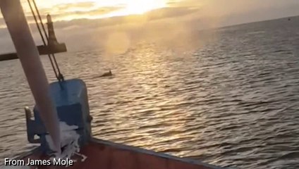 Dolphins in Sunderland Harbour