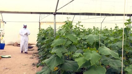 القطاع الزراعي الكويتي يرفع طاقته الإنتاجية لتأمين احتياجات السوق المحلية