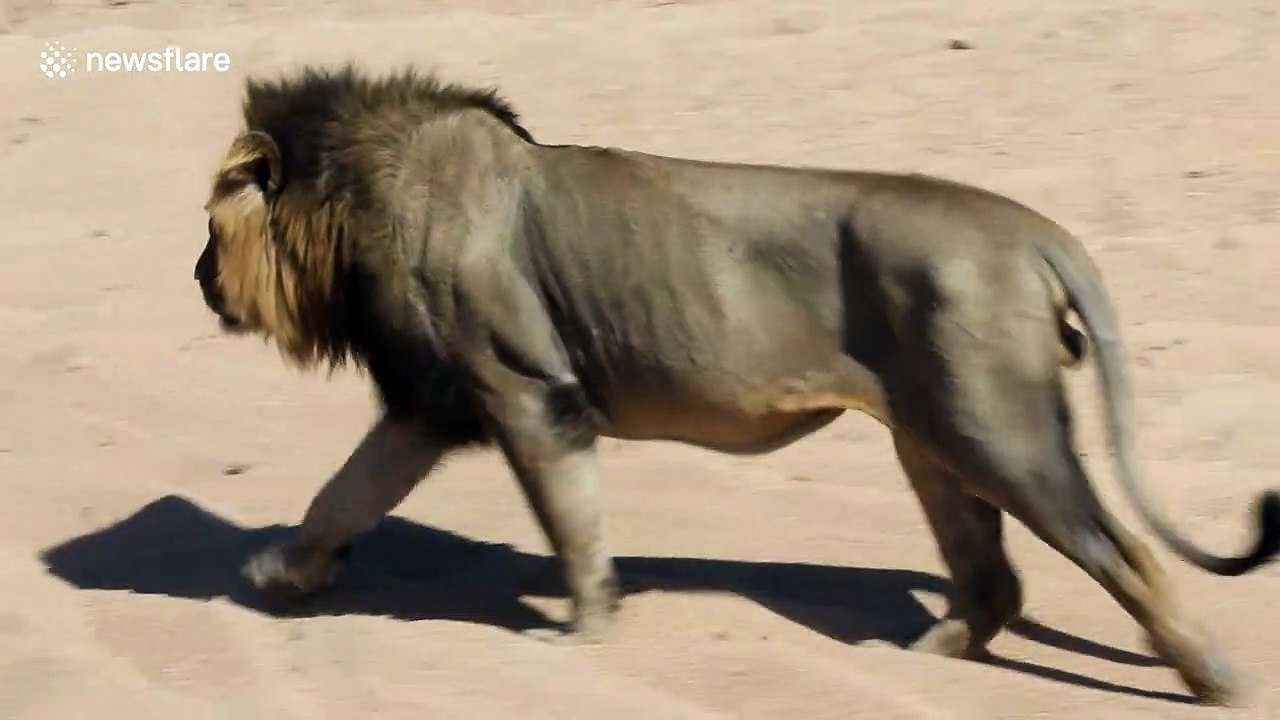 Two huge lion brothers brutally fight over the affection of lionesses
