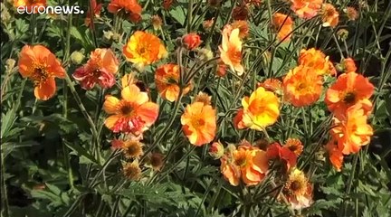 Les abeilles en voie d'extinction