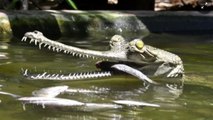 Chennai: Lockdown hits India's oldest reptile park, officials need public support to feed crocs