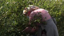 El sector agrario andaluz “clave” para salir de la crisis tras el COVID-19