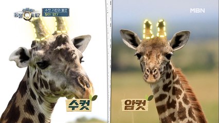 어느 날 머리에서 당근이 자랐다…? 털털(?)한 기린 뿔 보고 가세요♥