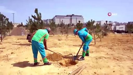 Başakşehir Şehir Hastanesi çam ve sakura ile donatıldı