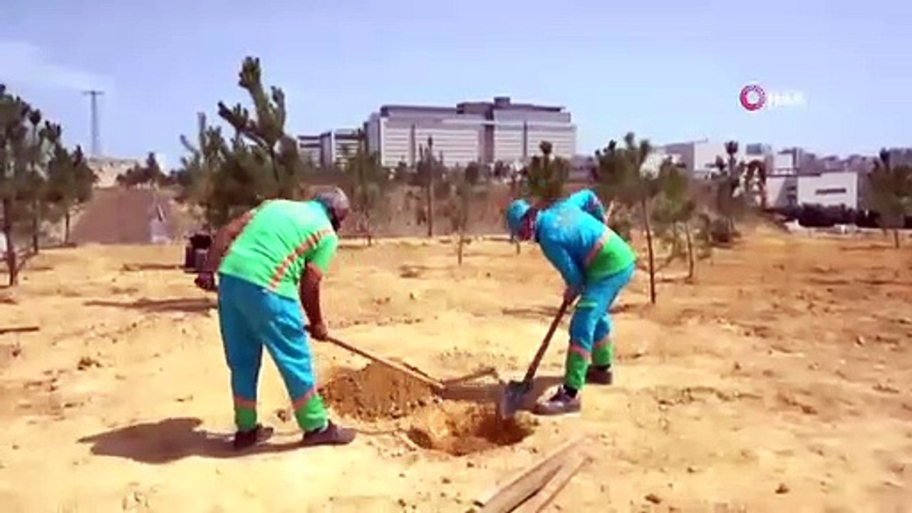 Başakşehir Şehir Hastanesi çam ve sakura ile donatıldı