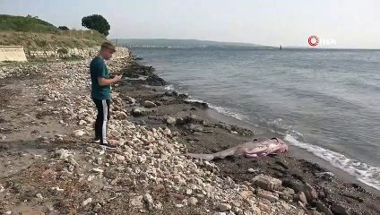 Kırmızı listeyle koruma altına alınan köpek balığı ölü olarak sahile vurdu