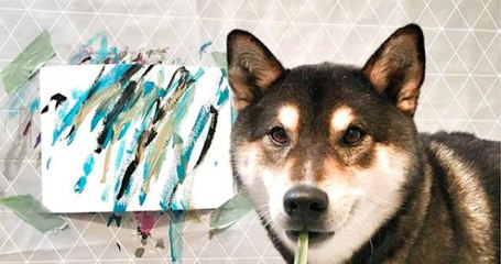 Ce chien est un artiste peintre très talentueux !