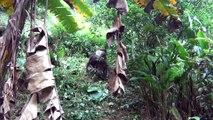 Primitive Life - Forest People Like King Kong Living In Cave Catch Ethnic Girl