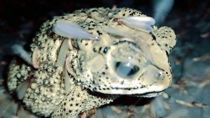 Frog Dancing - David Antony Clark-El Chombo - Dame Tu Cosita feat