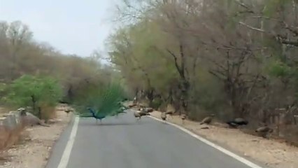 Lockdown Effect  Sagar to Jabalpur Road