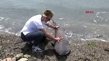 Çanakkalede 2 metrelik köpek balığı sahile vurdu