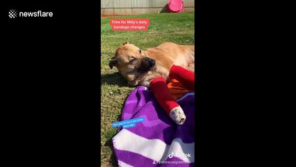 US rescue centre documents inspirational recoveries of abandoned dogs