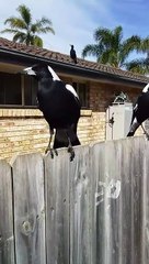 Australian Magpie Choir in the Backyard