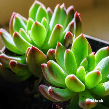 Rutina para levantar los glúteos después de los 30