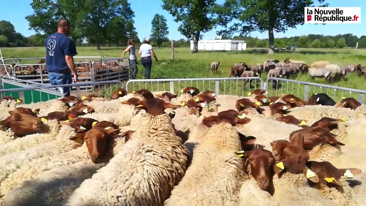 VIDEO. Vineuil : les brebis solognotes sous la tondeuse au lac de Loire