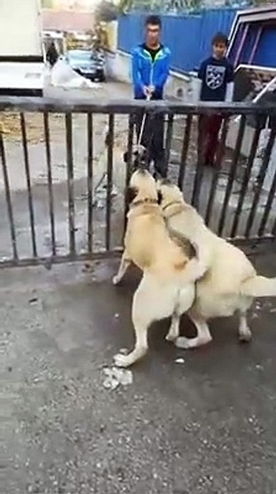 KANGAL KOPEKLERi KARSI KARSIYA ATISMa - KANGAL SHEPHERD DOGS VS
