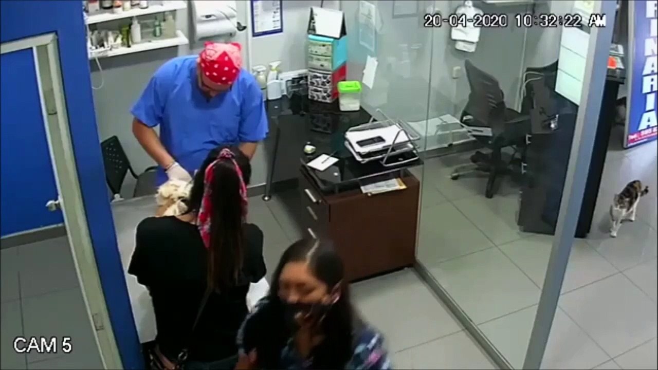 Ce chat vient sauver un chien des mains d'un vétérinaire...