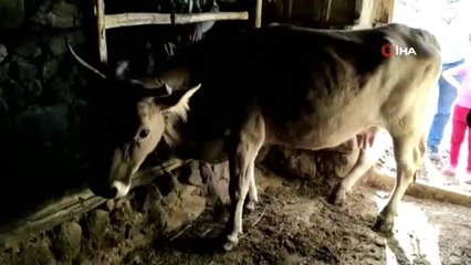 Bataklığa saplanan tek geçim kaynağına kavuştu