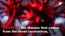 5 Things To Know About Animals And The Coronavirus