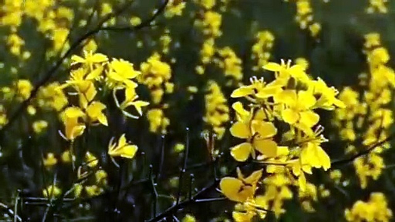 IF