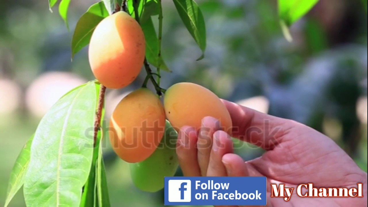 পাকা আমের যত উপকারিতা- Paka Amer upokarita-Paka Amer gunagun-পাকা আমের গুণাগুণ- পাকা আম খেলে কি হয়- পাকা আমের গুণাগুণ- Benefits of Mango-Aam khele ki hoy.