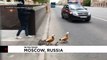 La Guardia Nacional Rusa, al servicio de los patos