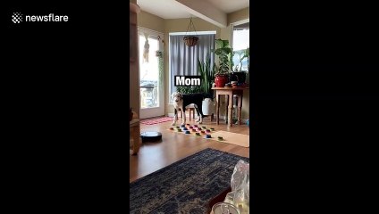 'Bunny the talking dog' Sheepadoodle in Washington uses BUTTONS to communicate