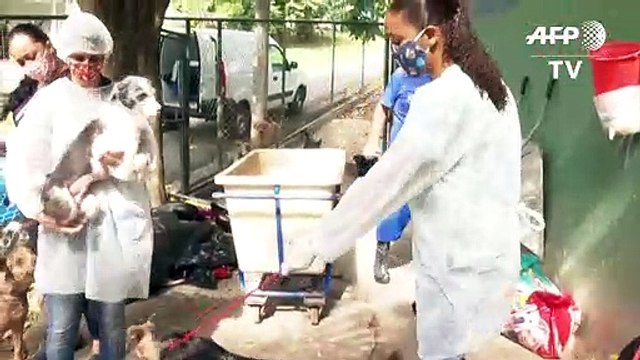 Refugio en Rio pone perros y gatos en adopción durante pandemia