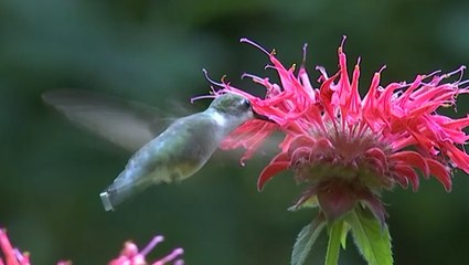 Flight of the hummingbirds!