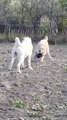 TURKMEN ALABAY COBAN KOPEKLERi OYUN - ALABAi SHEPHERD DOGs GAMES