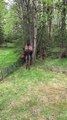 Newborn Moose Needs Mama after Attempting to Clear Fence