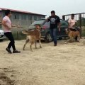 iRAN COBAN KOPEKLERi ve SAHİPLERi - PERSiAN SHEPHERD DOGS VS