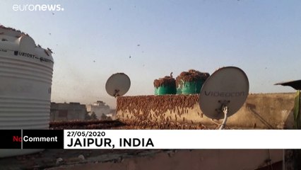 Indien: Was tun gegen die Heuschreckenplage?