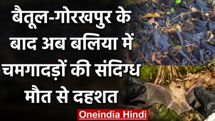 Ballia में Bats की संदिग्ध मौत से दहशत, Gorakhpur, Betul में भी हो चुकी हैं मौतें | वनइंडिया हिंदी