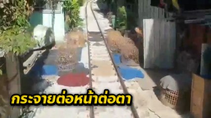 วิจารณ์ยับ !! ชาวบ้านตั้งสุ่มไก่ขวางรางรถไฟ เก็บไม่ทันเจอกวาดเรียบ