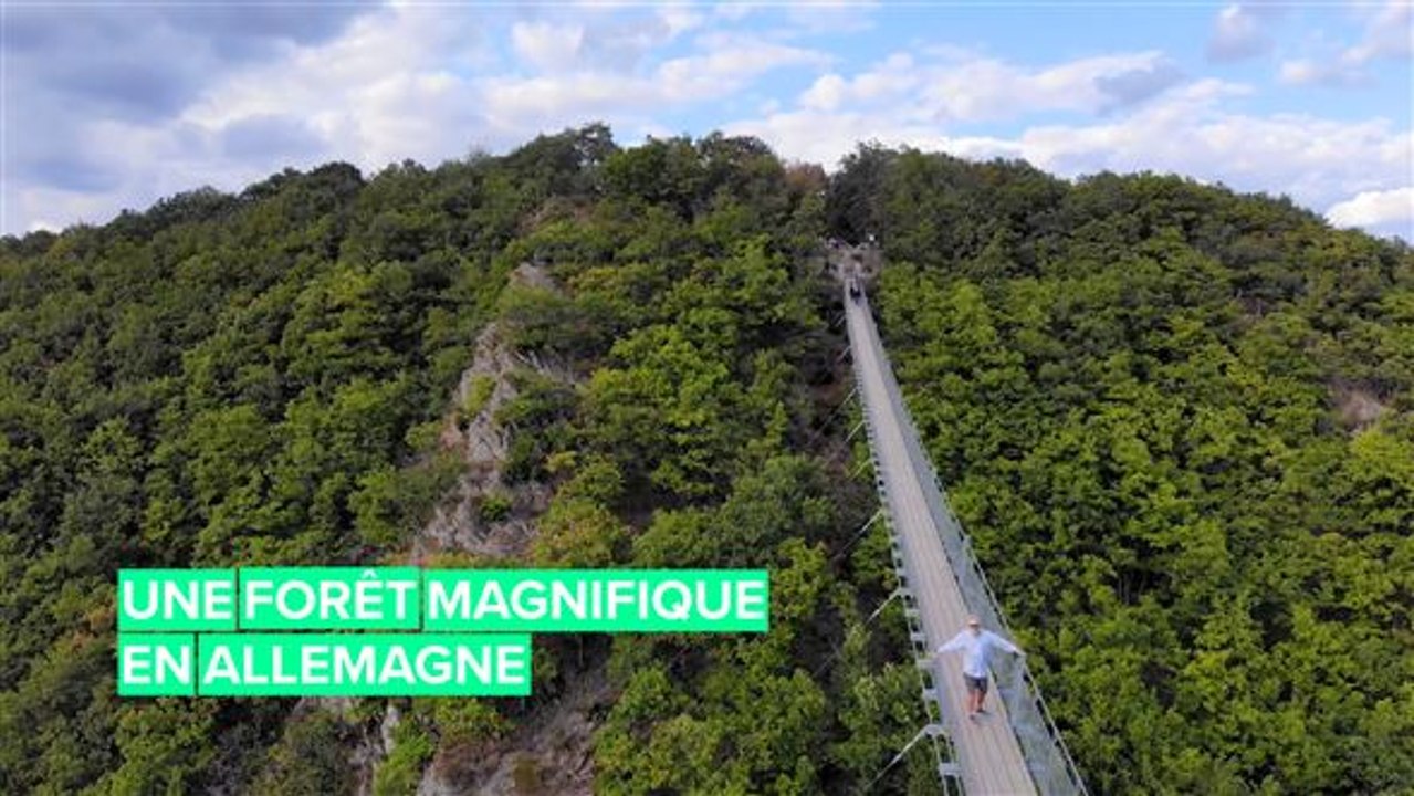 Forêts uniques: cette magnifique forêt allemande va vous impressionner