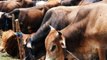 Zero Hour: Haryana government to keep cows in jails to reform prisoners
